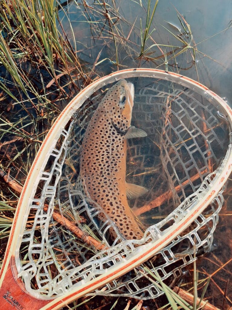 whatsapp image 2025 08 30 at 17.33.50